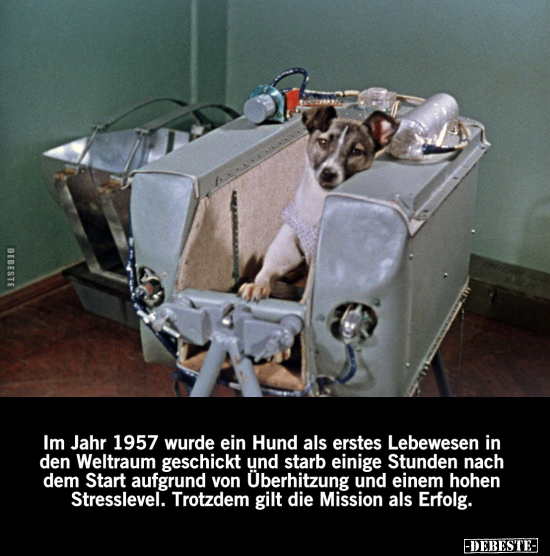 Im Jahr 1957 wurde ein Hund.. - Lustige Bilder | DEBESTE.de