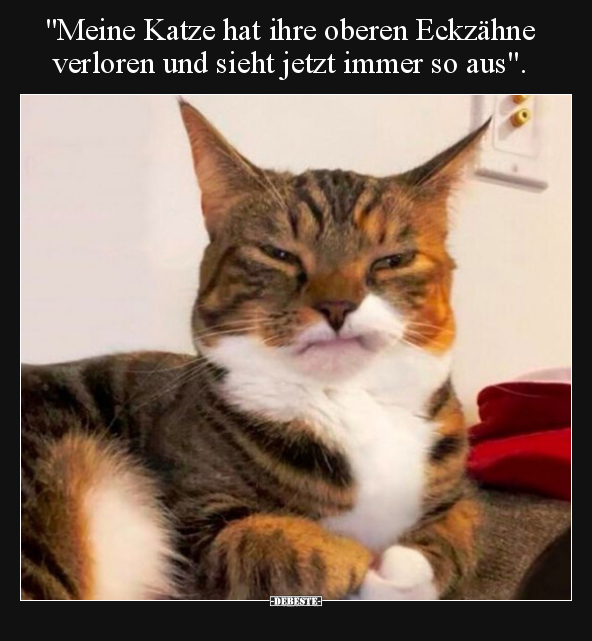 "Meine Katze hat ihre oberen Eckzähne verloren und sieht.." - Lustige Bilder | DEBESTE.de