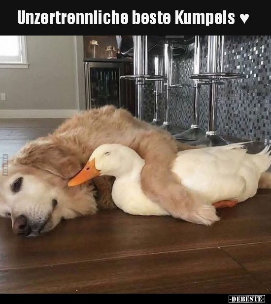 Unzertrennliche beste Kumpels ♥..