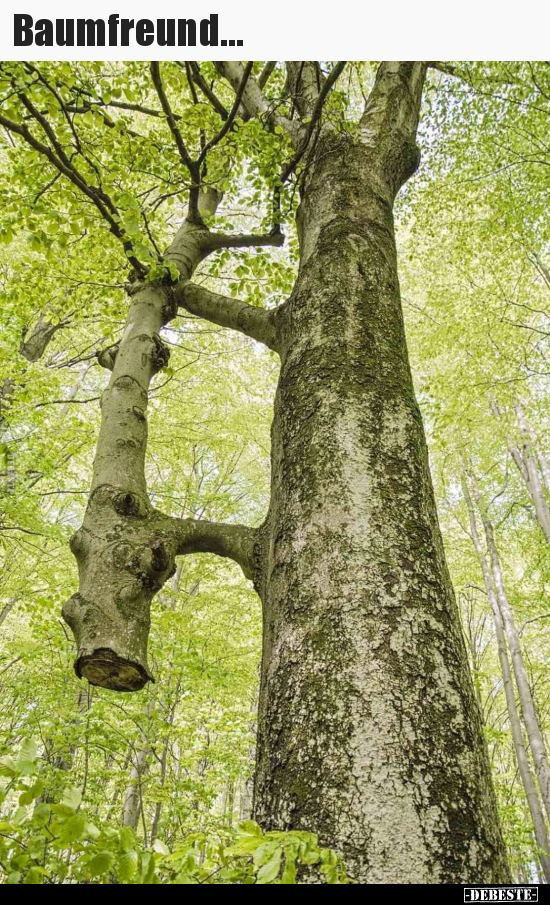 Baumfreund...