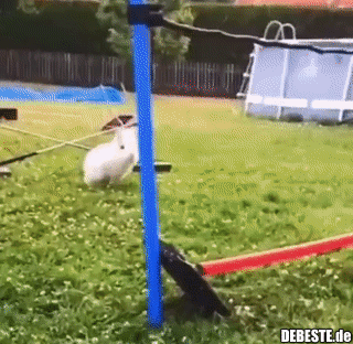 Ein fliegendes Kaninchen eilt zur Rettung! - Lustige Bilder | DEBESTE.de