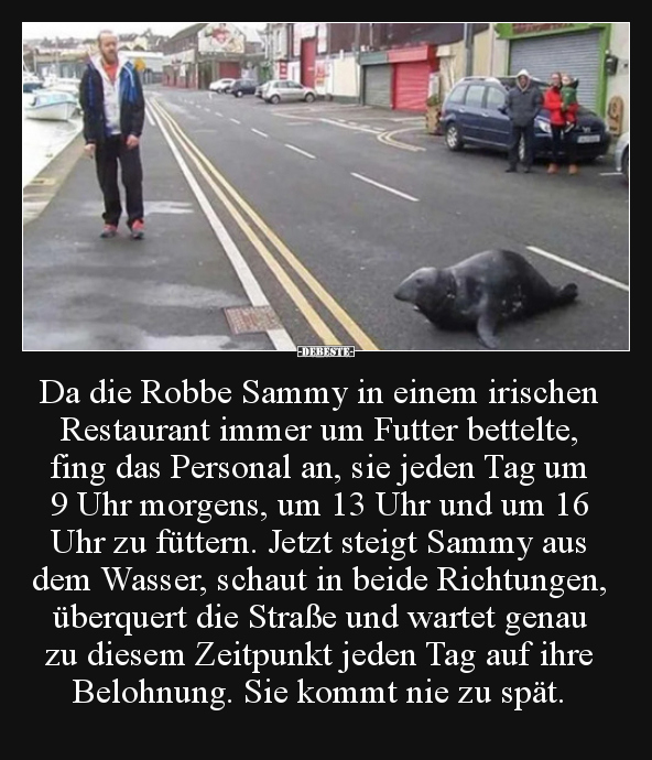 Da die Robbe Sammy in einem irischen Restaurant immer um.. - Lustige Bilder | DEBESTE.de