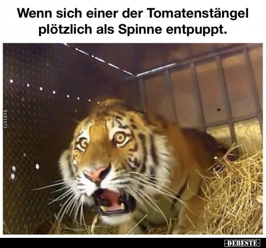 Wenn sich einer der Tomatenstängel plötzlich als Spinne.. - Lustige Bilder | DEBESTE.de