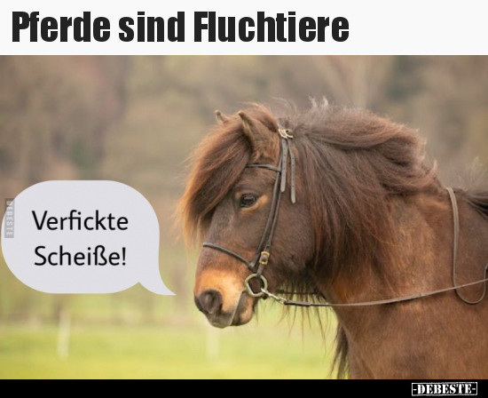 Pferde sind Fluchtiere.. - Lustige Bilder | DEBESTE.de