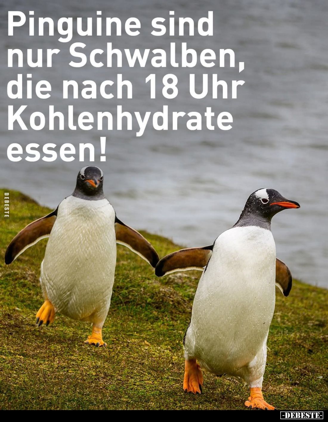 Pinguine sind nur Schwalben, die nach 18 Uhr Kohlenhydrate essen!