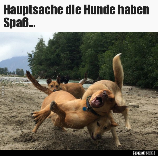 Hauptsache die Hunde haben Spaß... - Lustige Bilder | DEBESTE.de