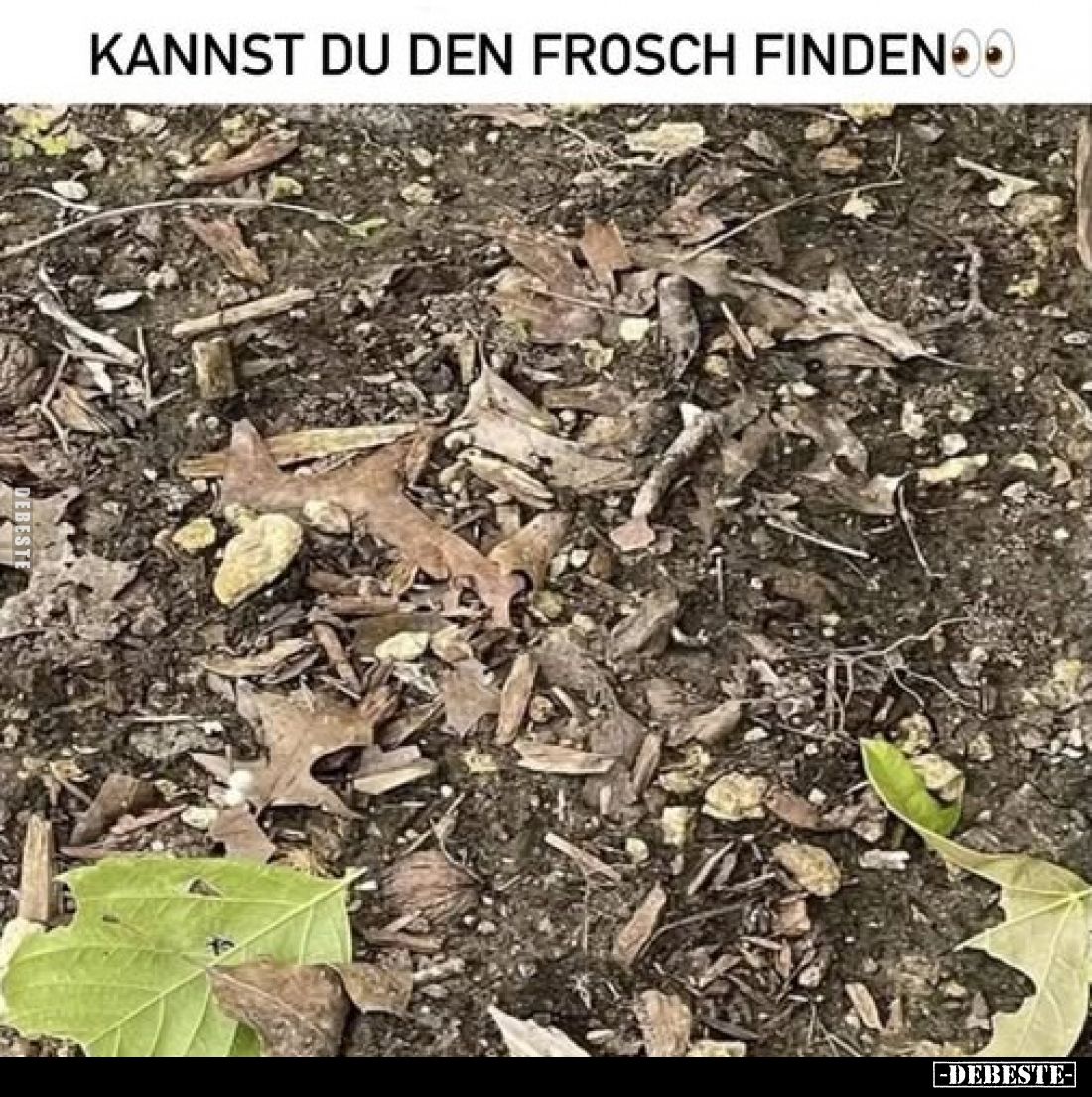 Kannst du den Frosch finden.. - Lustige Bilder | DEBESTE.de