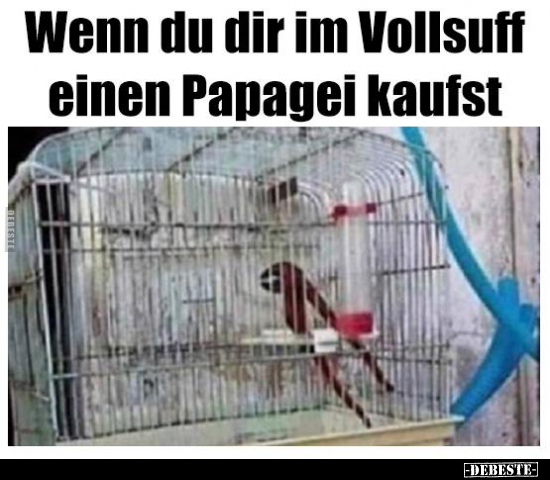 Wenn du dir im Vollsuff einen Papagei kaufst.. - Lustige Bilder | DEBESTE.de