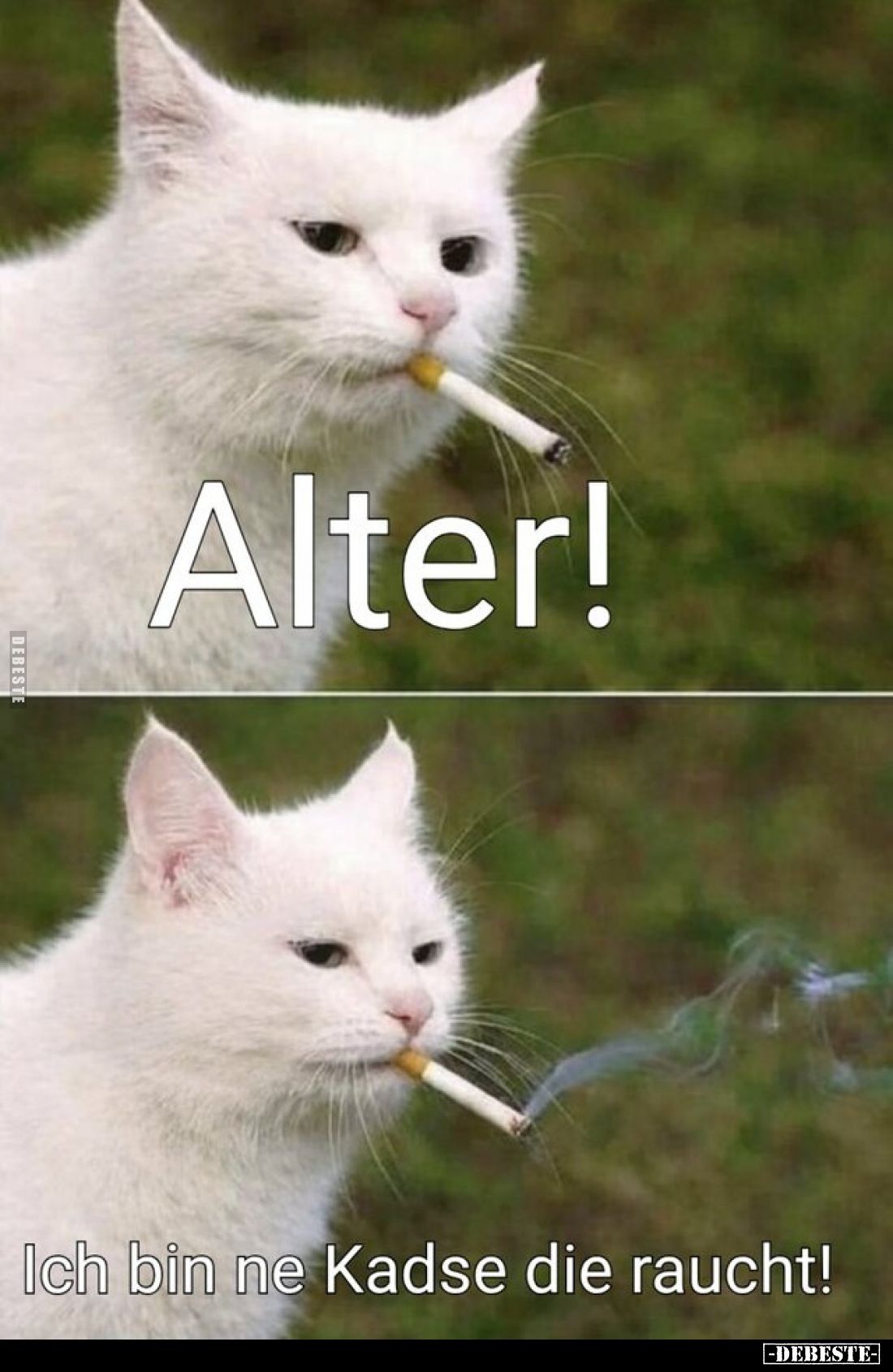 Alter!
Ich bin ne Kadse die raucht!