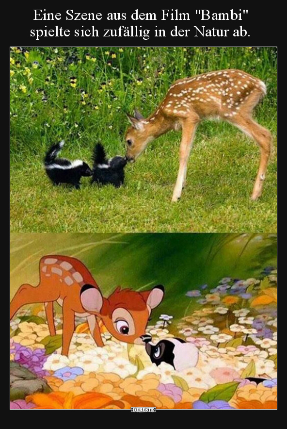 Eine Szene aus dem Film "Bambi" spielte sich zufällig in.. - Lustige Bilder | DEBESTE.de