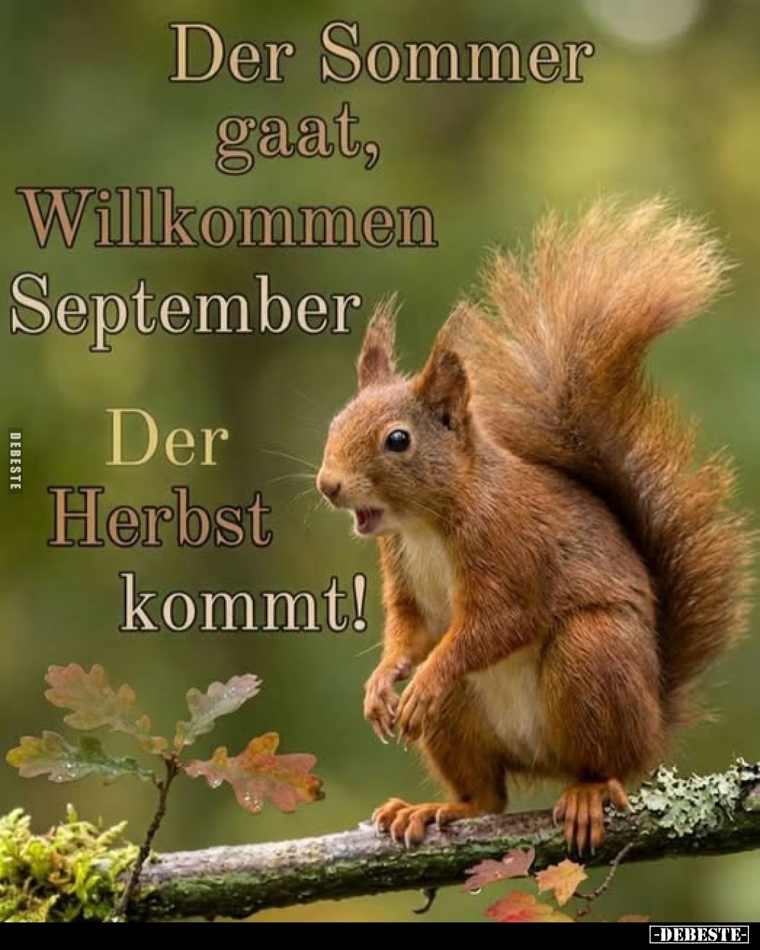 Der Sommer gaat, Willkommen September
-
Der Herbst kommt!