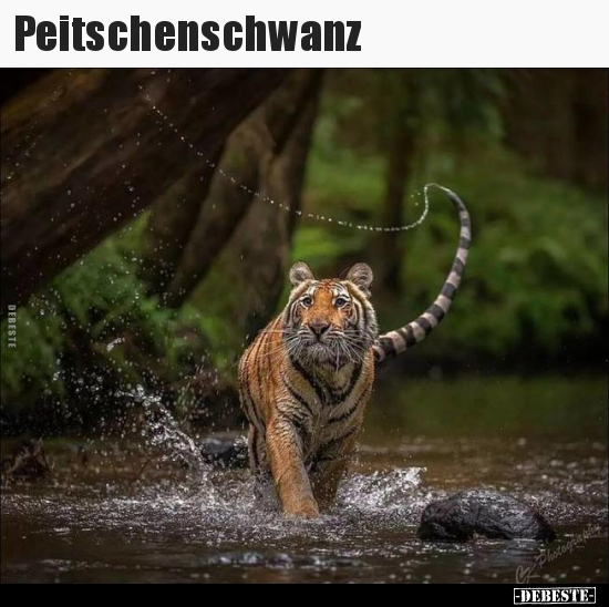 Peitschenschwanz..