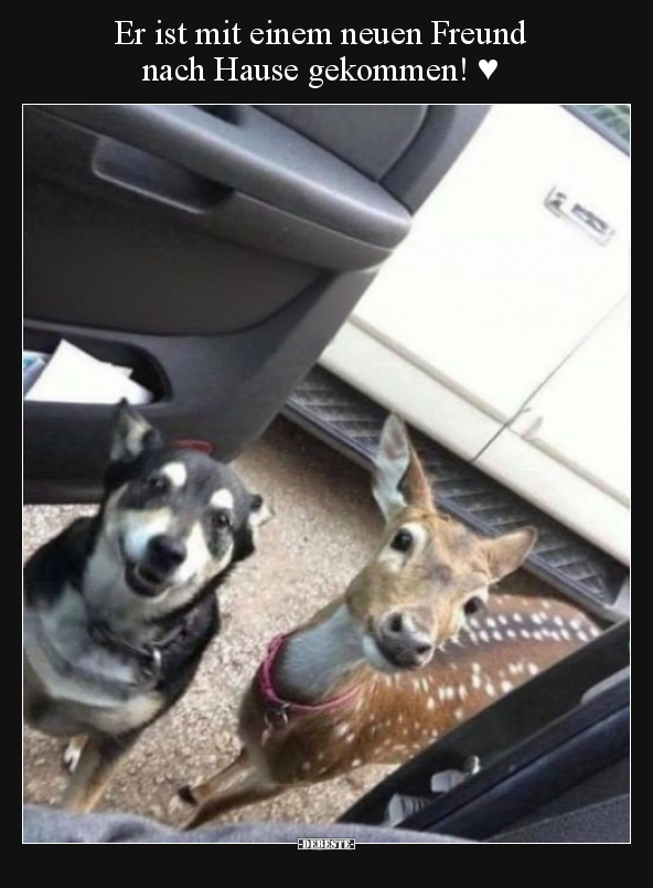 Er ist mit einem neuen Freund nach Hause gekommen! ♥.. - Lustige Bilder | DEBESTE.de