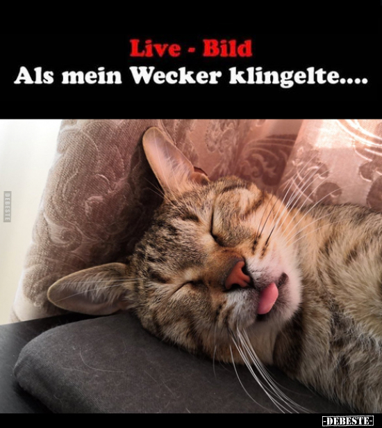 Live Bild - Als mein Wecker klingelte.... - Lustige Bilder | DEBESTE.de