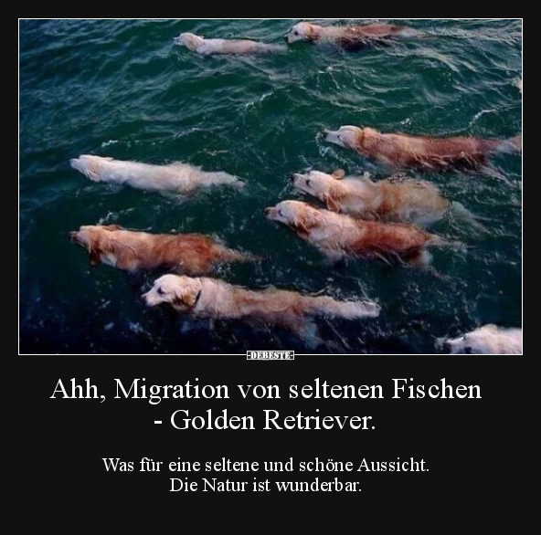 Ahh Migration Von Seltenen Fischen Golden Retriever Lustige Bilder Spruche Witze Echt Lustig