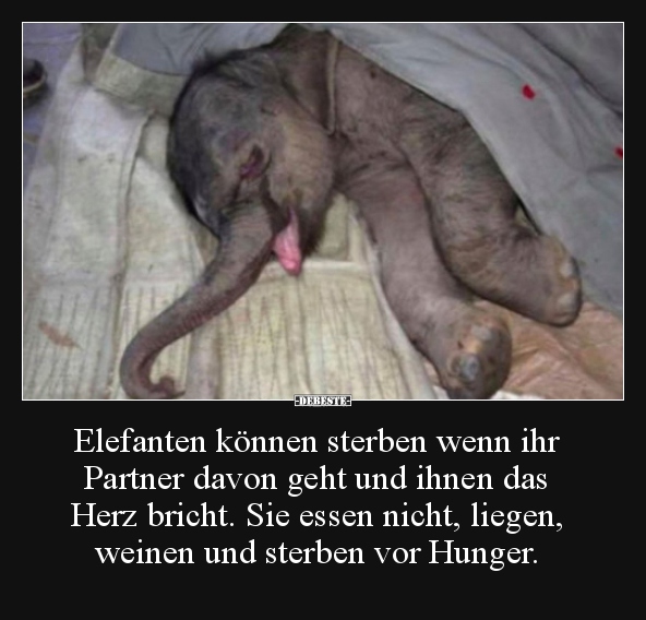Elefanten können sterben wenn ihr Partner davon geht und.. - Lustige Bilder | DEBESTE.de