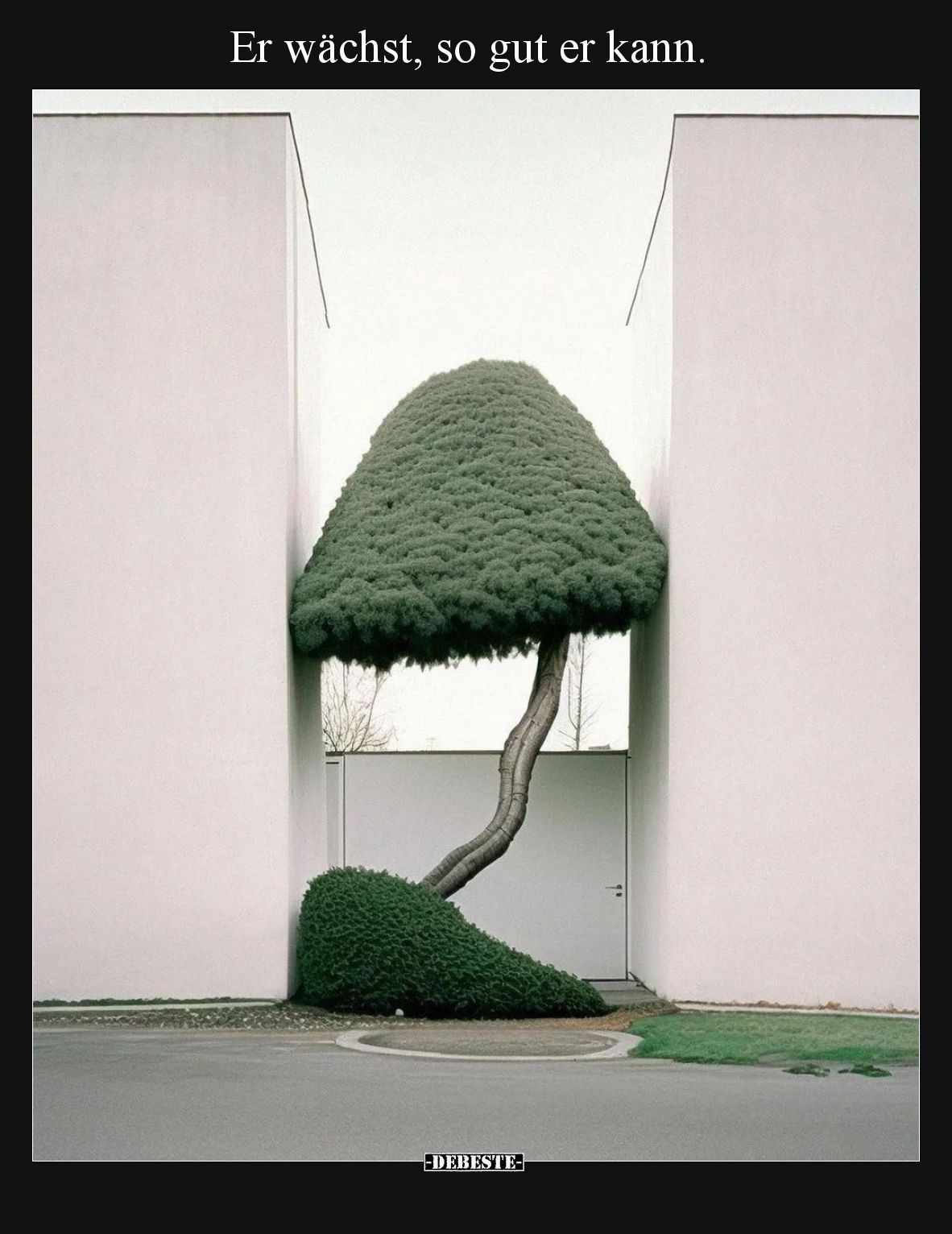 Er wächst, so gut er kann.