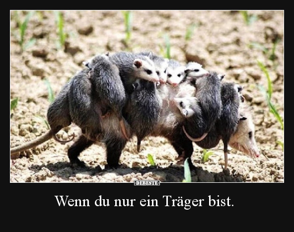 Wenn du nur ein Träger bist...
