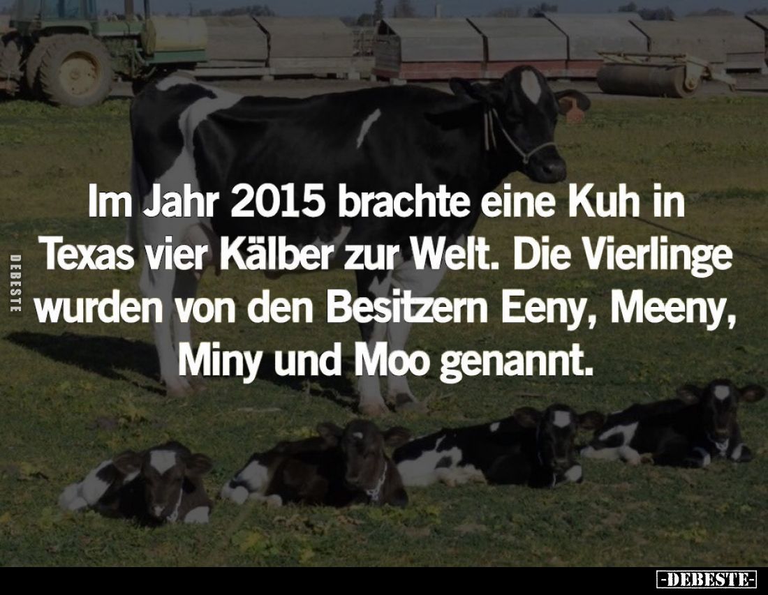 Im Jahr 2015 brachte eine Kuh in Texas vier Kälber zur Welt. Die Vierlinge wurden von den Besitzern Eeny, Meeny, Miny und Moo...