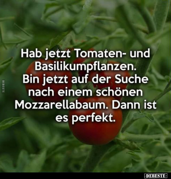 Hab jetzt Tomaten- und Basilikumpflanzen.. - Lustige Bilder | DEBESTE.de