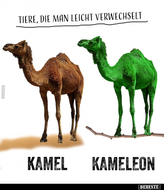 Tiere, die man leicht verwechselt.. - Lustige Bilder | DEBESTE.de