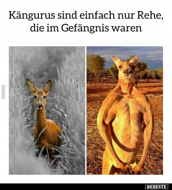 Kängurus sind einfach nur Rehe.. - Lustige Bilder | DEBESTE.de