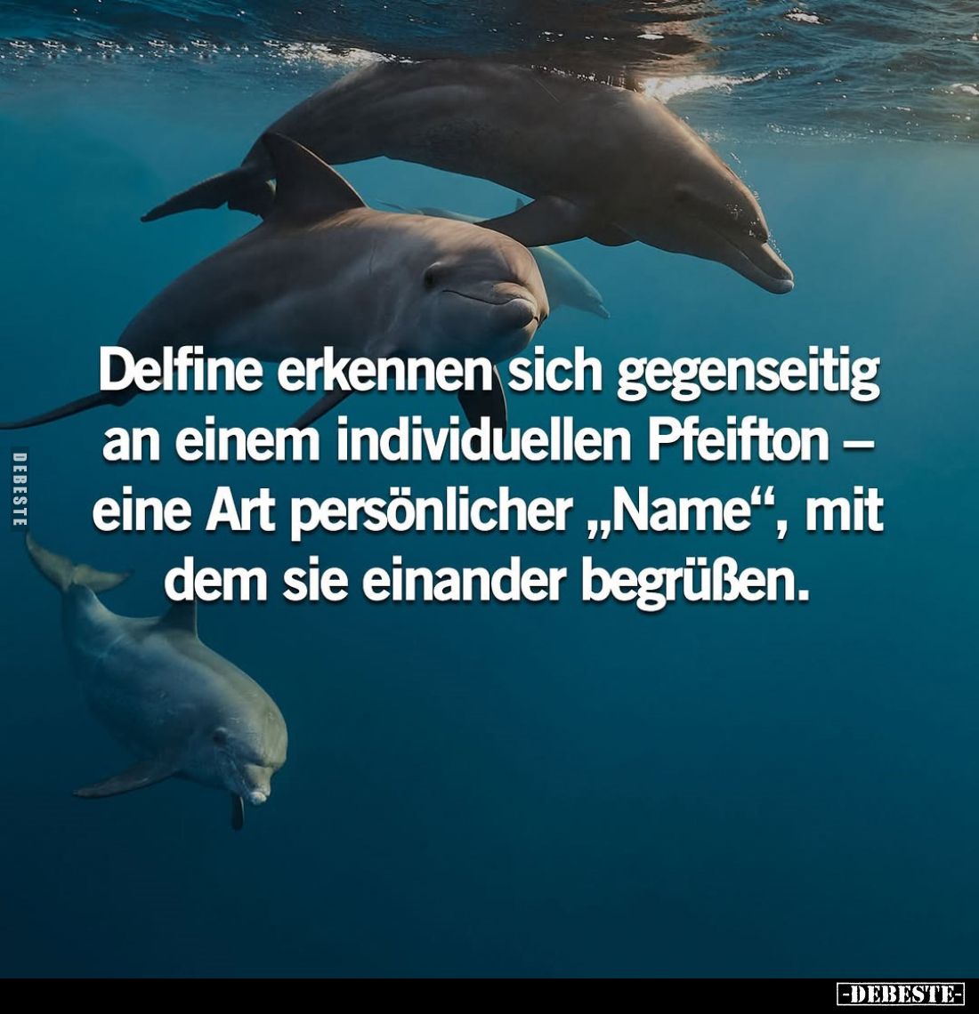 Delfine erkennen sich gegenseitig an einem individuellen Pfeifton eine Art persönlicher "Name", mit dem sie einande...