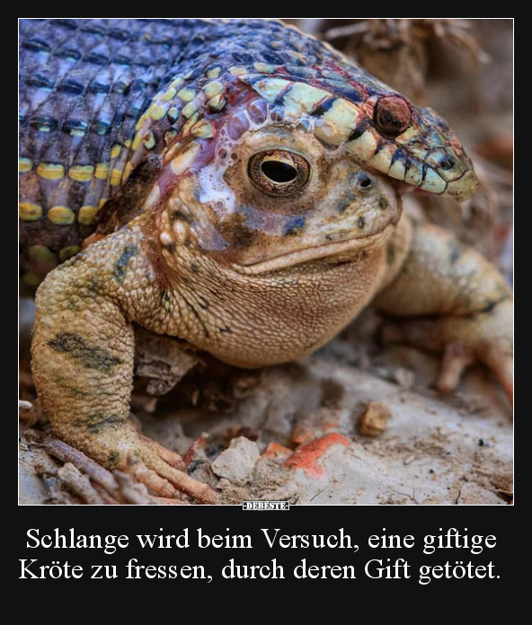 Schlange wird beim Versuch, eine giftige Kröte zu fressen.. - Lustige Bilder | DEBESTE.de