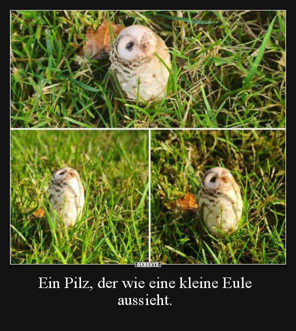 Ein Pilz, der wie eine kleine Eule aussieht... - Lustige Bilder | DEBESTE.de