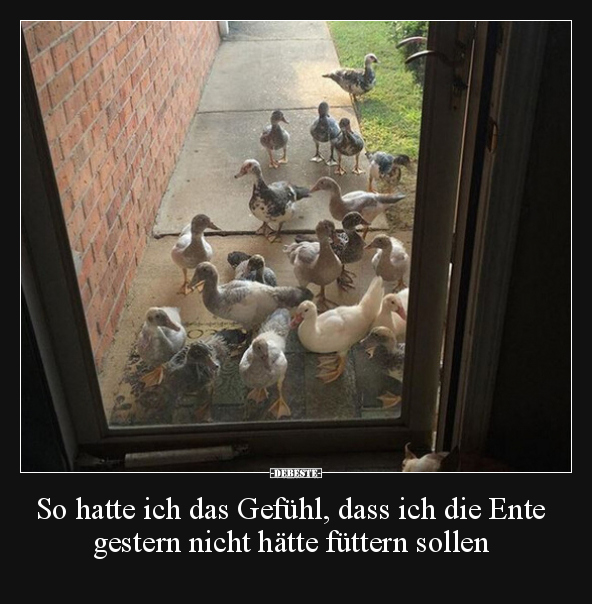 So hatte ich das Gefühl, dass ich die Ente gestern nicht.. - Lustige Bilder | DEBESTE.de