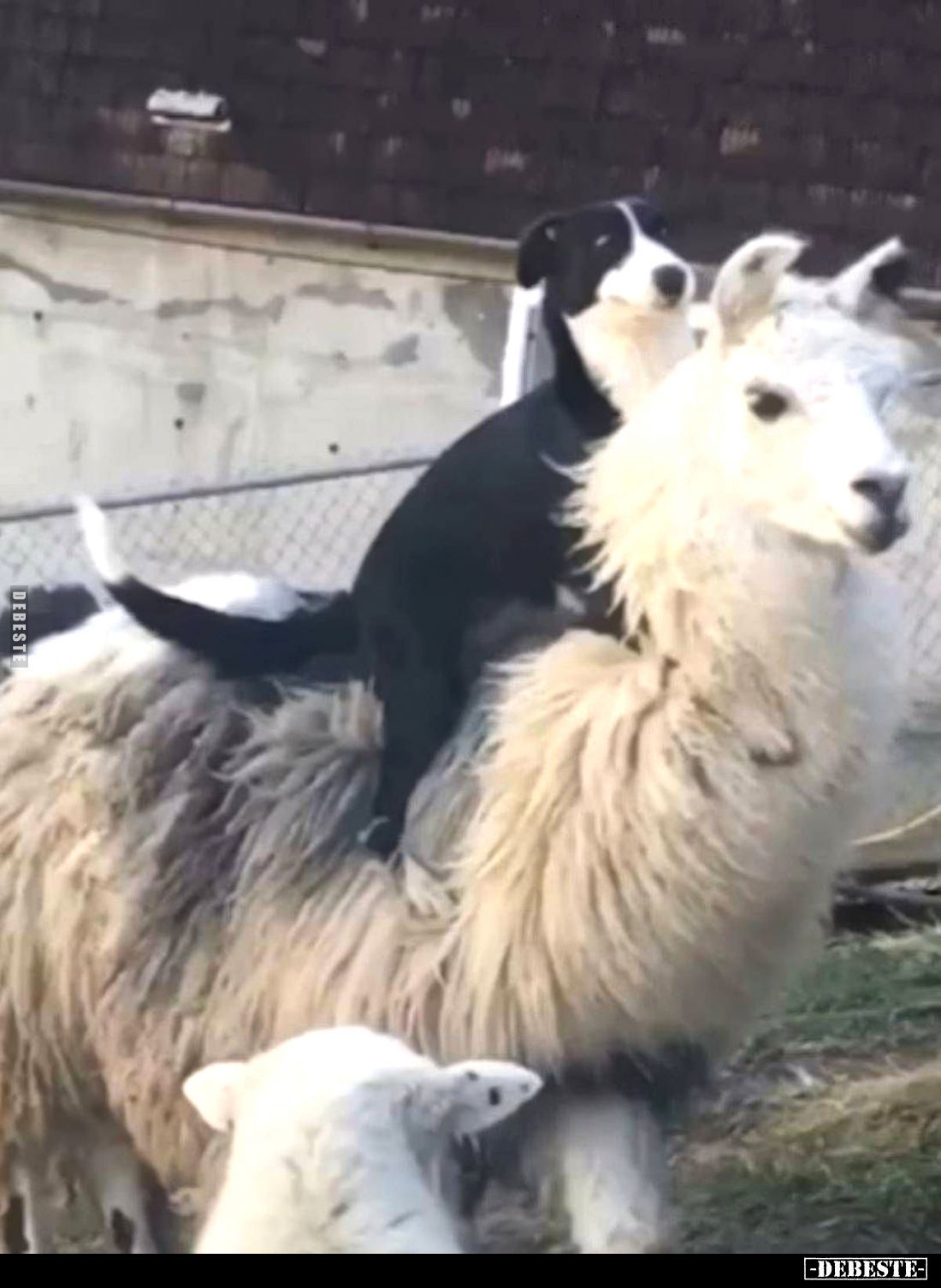  - Lustige Bilder | DEBESTE.de