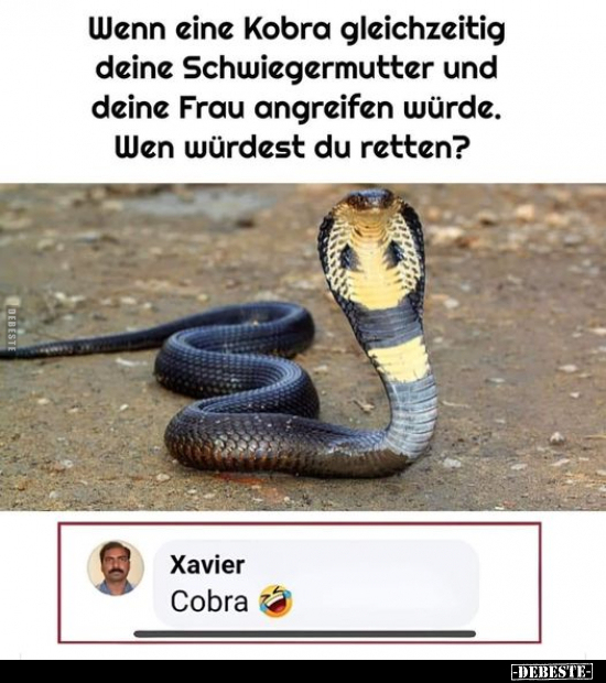 Wenn eine Kobra gleichzeitig deine Schwiegermutter und.. - Lustige Bilder | DEBESTE.de