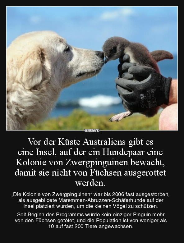 Vor der Küste Australiens gibt es eine Insel, auf der ein.. - Lustige Bilder | DEBESTE.de