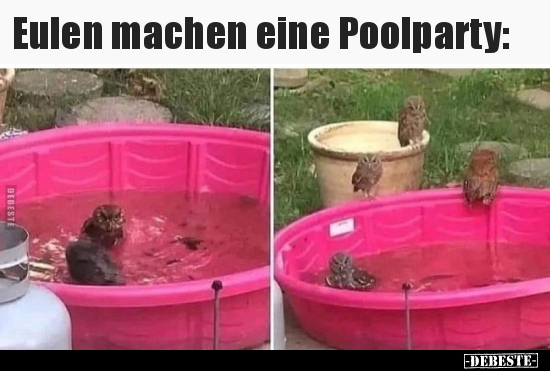 Eulen machen eine Poolparty.. - Lustige Bilder | DEBESTE.de