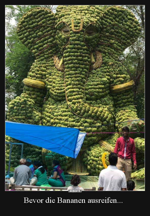 Bevor die Bananen ausreifen...