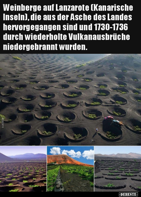 Weinberge auf Lanzarote (Kanarische Inseln), die aus der..