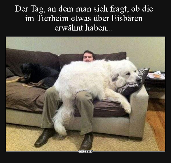 Der Tag, an dem man sich fragt, ob die im Tierheim etwas.. - Lustige Bilder | DEBESTE.de