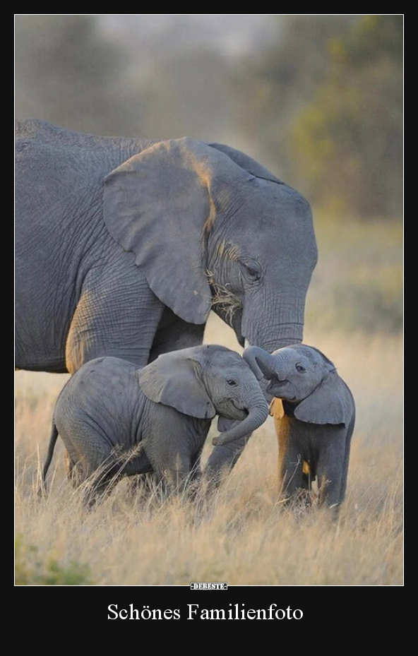 Schönes Familienfoto..