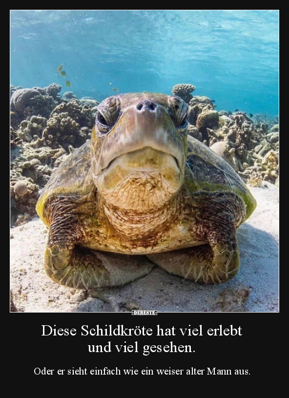 Diese Schildkröte hat viel erlebt und viel gesehen&hellip; | Lustige Bilder