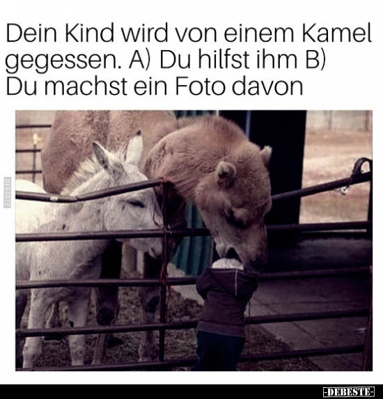 Dein Kind wird von einem Kamel gegessen... - Lustige Bilder | DEBESTE.de