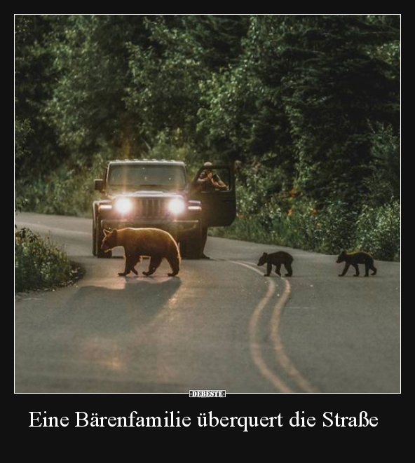 Eine Bärenfamilie überquert die Straße.. - Lustige Bilder | DEBESTE.de