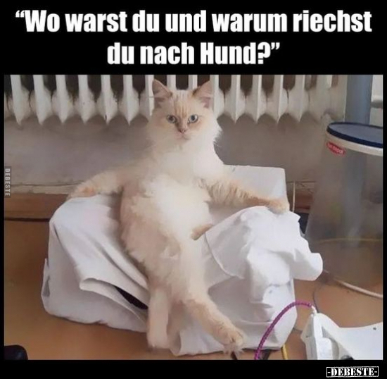 "Wo warst du und warum riechst du nach Hund?".. - Lustige Bilder | DEBESTE.de