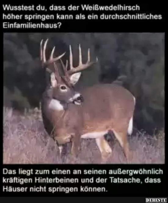Wusstest du, dass der Weißwedelhirsch höher..