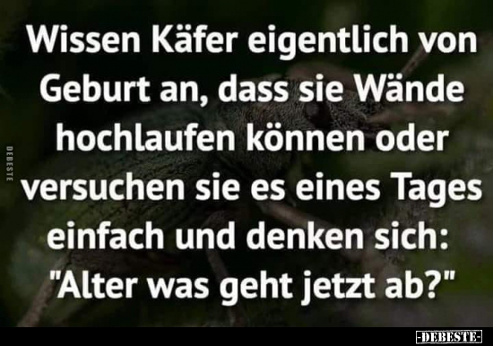 Wissen Käfer eigentlich von Geburt an, dass sie Wände..