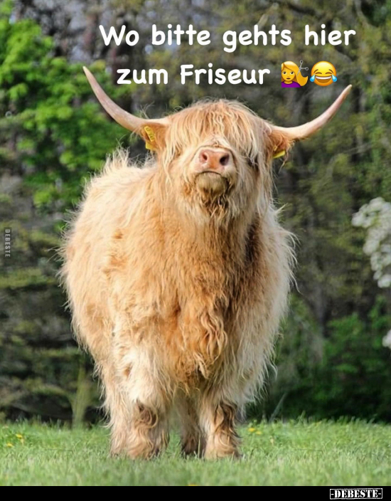 Wo bitte gehts hier zum Friseur.. - Lustige Bilder | DEBESTE.de