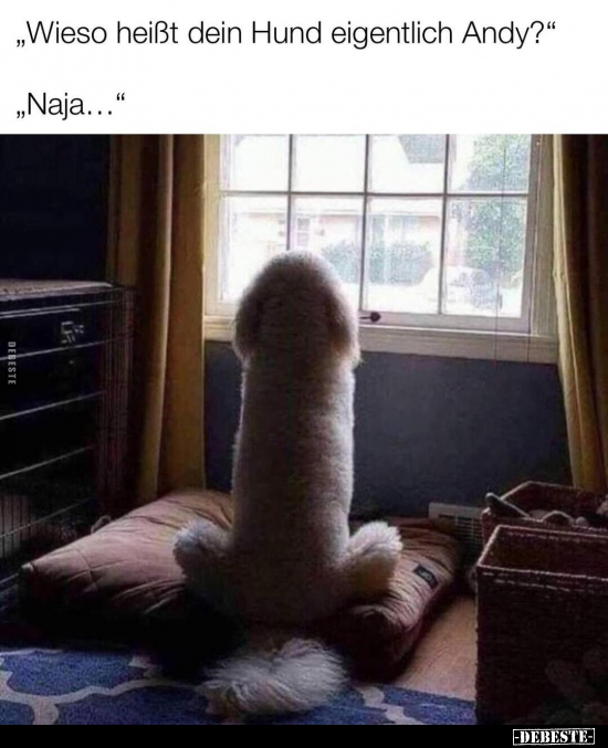 "Wieso heißt dein Hund eigentlich Andy?" "Naja..."