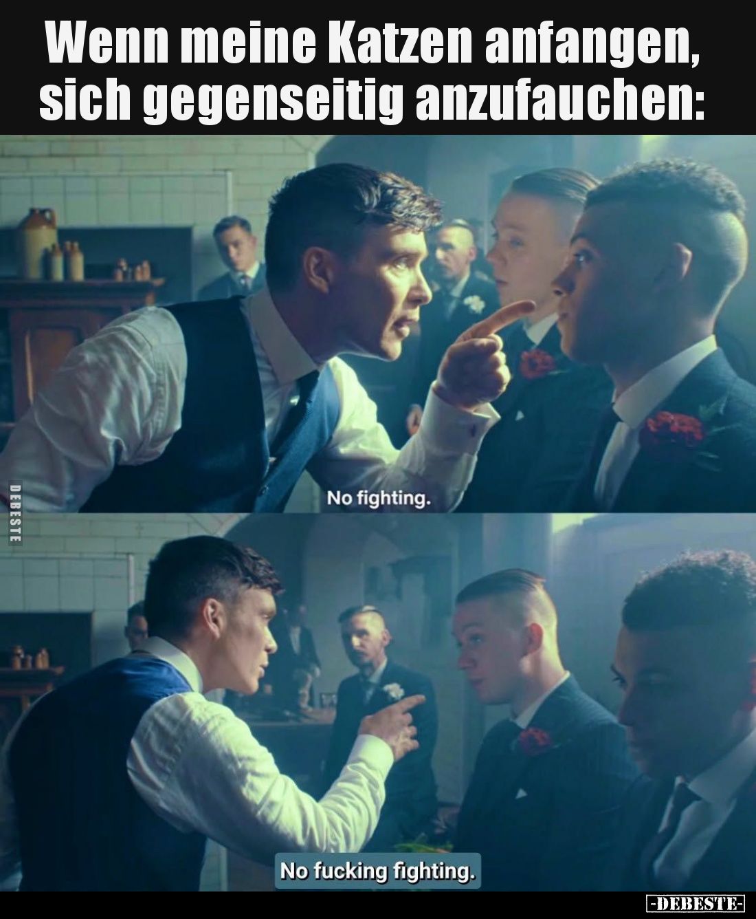 Wenn meine Katzen anfangen, sich gegenseitig anzufauchen: