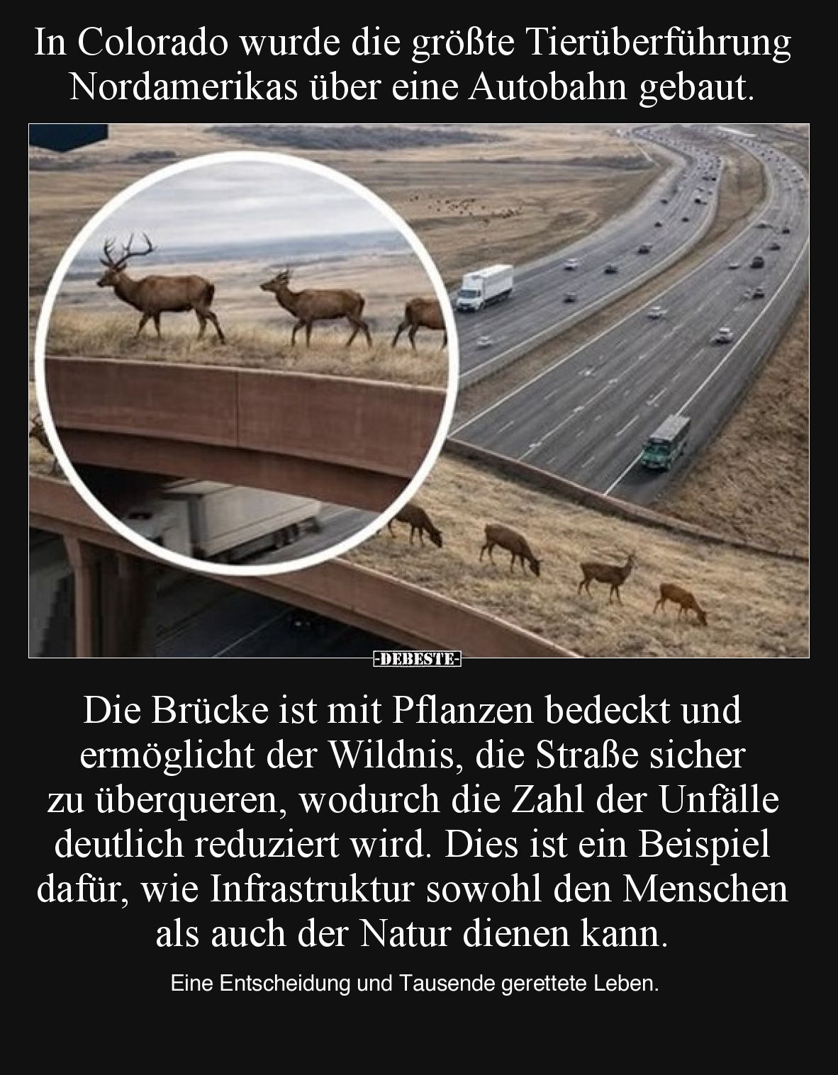 In Colorado wurde die größte Tierüberführung Nordamerikas.. - Lustige Bilder | DEBESTE.de