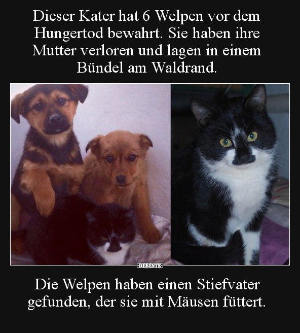 Dieser Kater hat 6 Welpen vor dem Hungertod bewahrt..