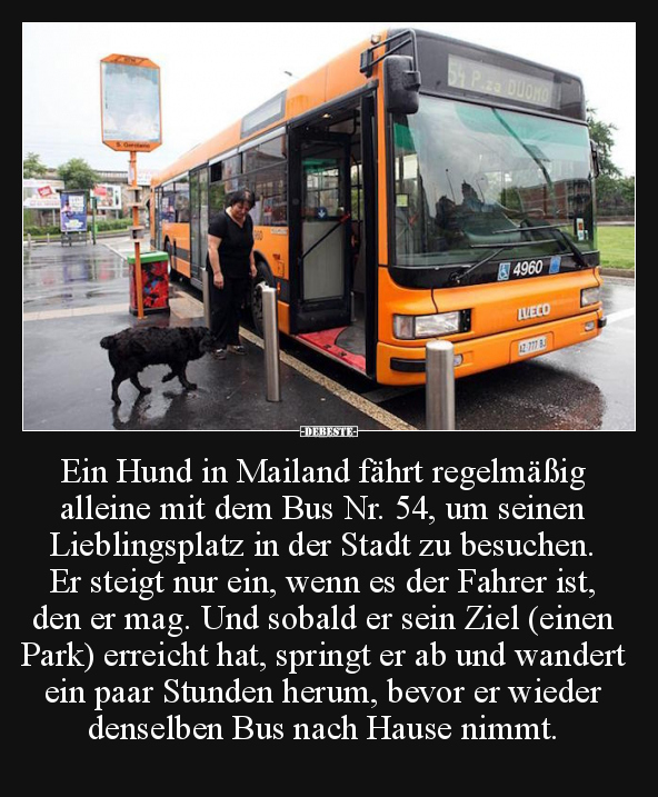 Ein Hund in Mailand fährt regelmäßig alleine mit dem Bus.. - Lustige Bilder | DEBESTE.de
